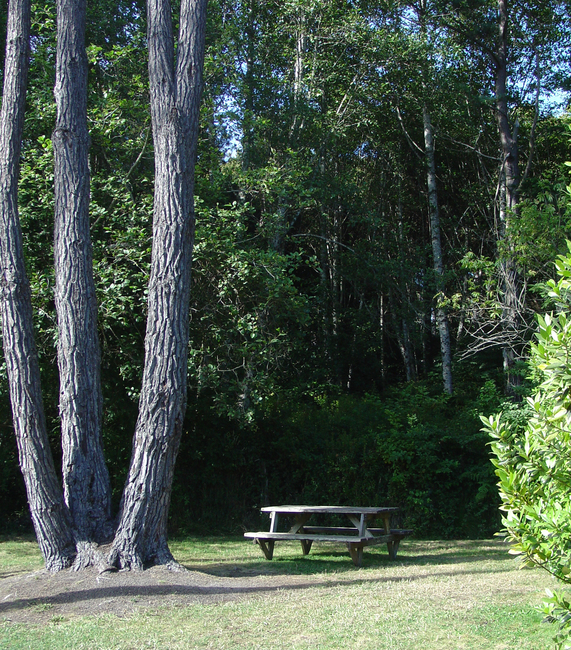 Pomo Rv Park   Campground Fort Bragg Ca 0