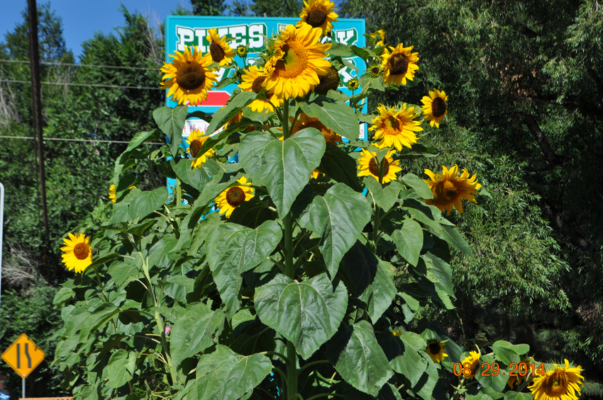 Pikes Peak Rv Park Manitou Springs Co 2