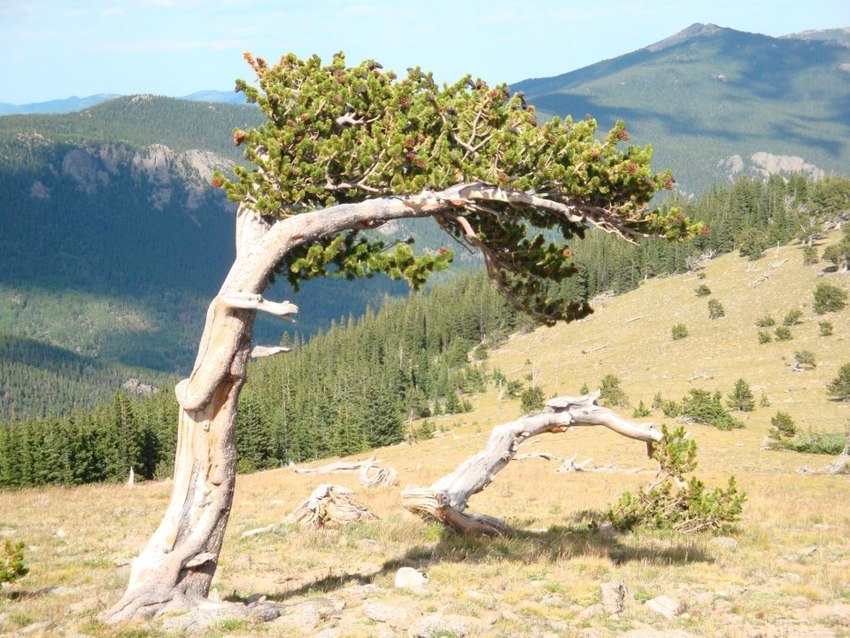 Bristlecone Lodge Woodland Park Co 0