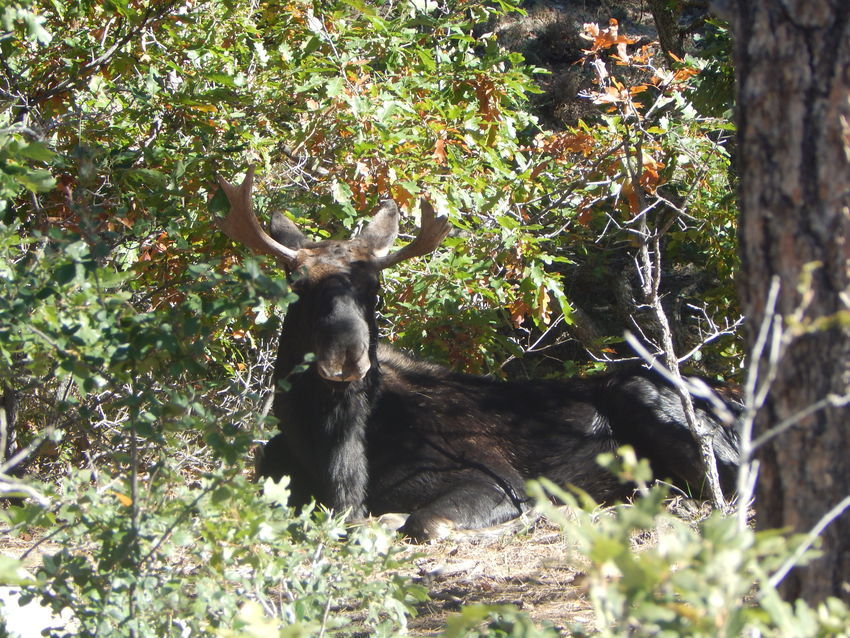 Colorado Heights Camping Resort Monument Co 3