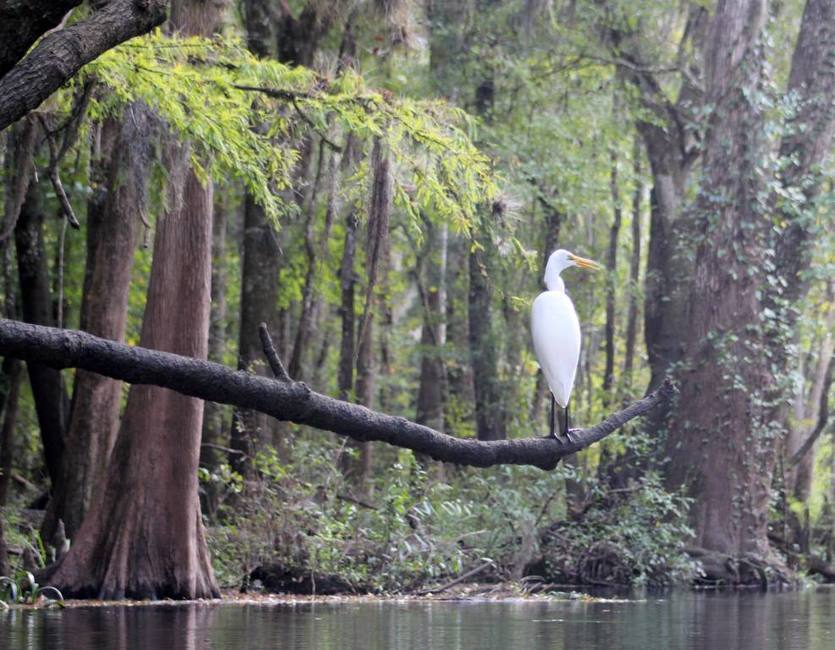 Ichetucknee Springs Campground Fort White Fl 0