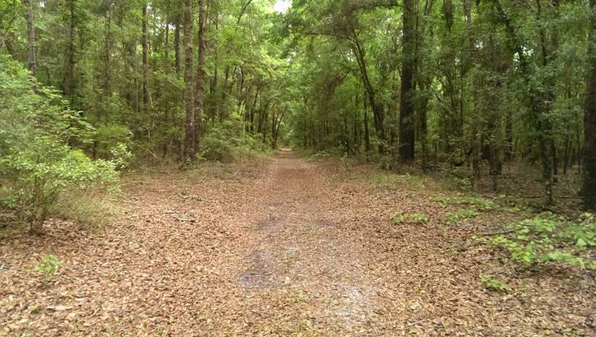 Otter Springs Park And Campground Trenton Fl 0