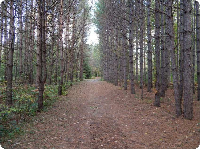 Berwagana Campground Vassar Mi 5