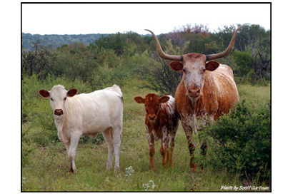 Woodward Ranch Alpine Tx 0