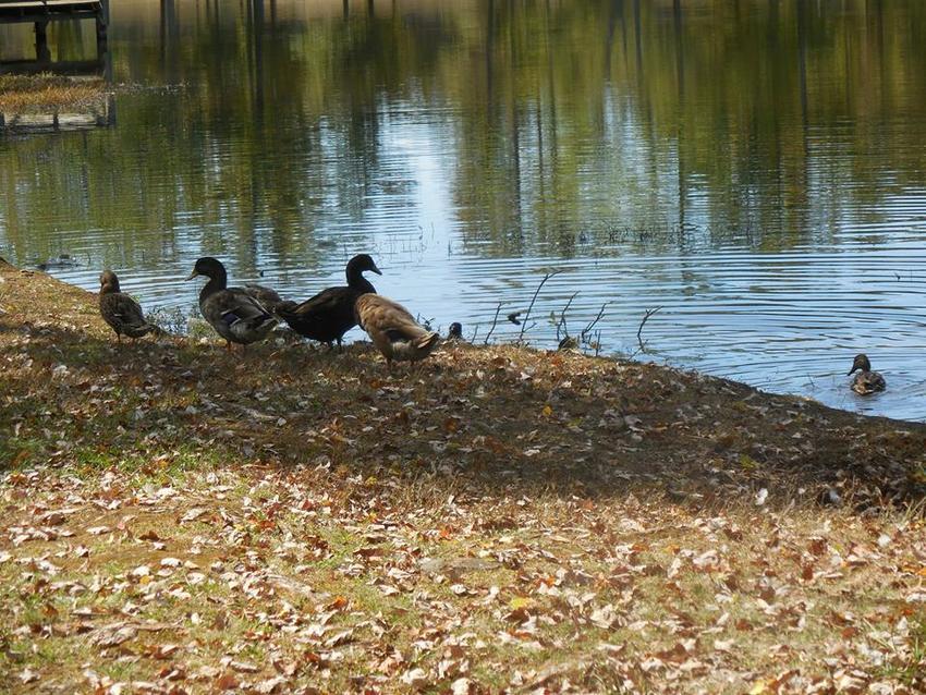 Lake Paradise Park East Rochester Oh 0