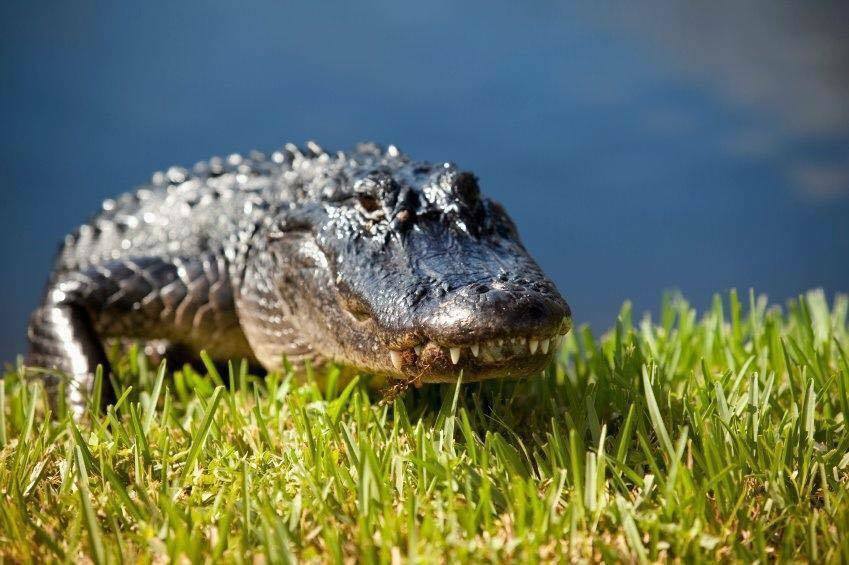 Gator Park  Inc Miami Fl 0