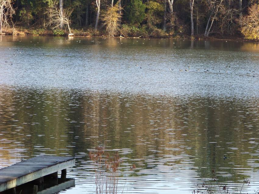 Goose Pond Colony Scottsboro Al 1