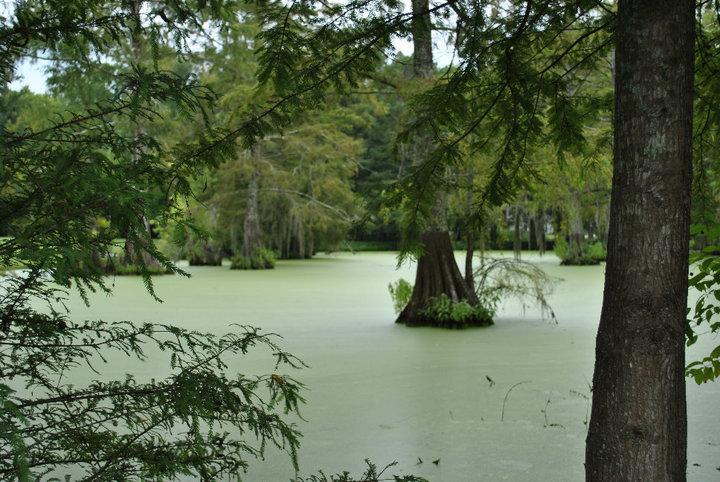 Bayou Wilderness Rv Resort Carencro La 1