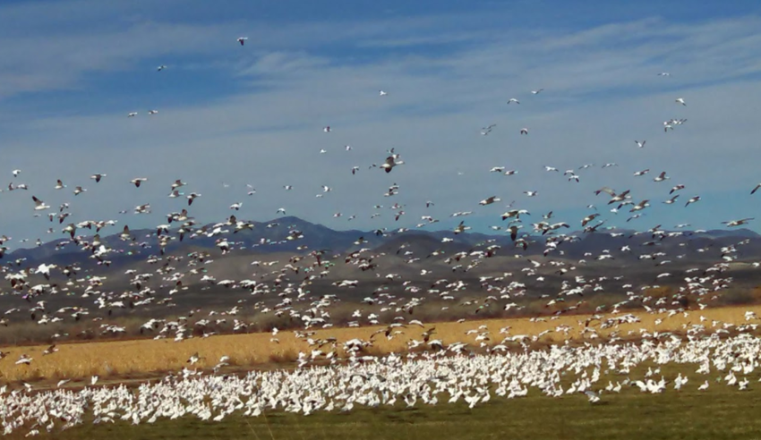 Bosque Birdwatchers Rv Park San Antonio Nm 2