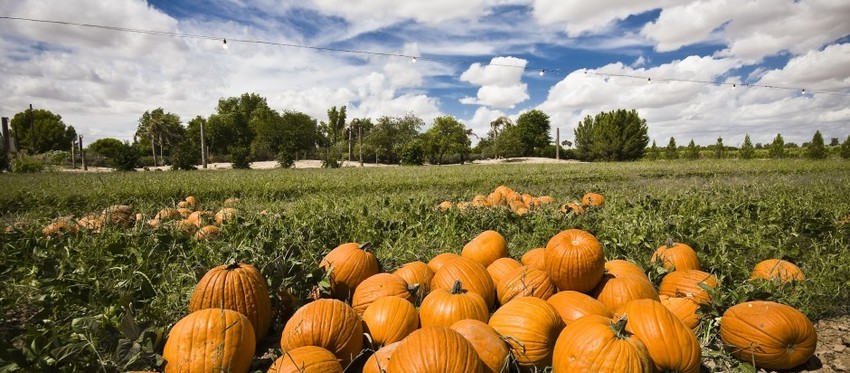 Schnepf Farms Queen Creek Az 0