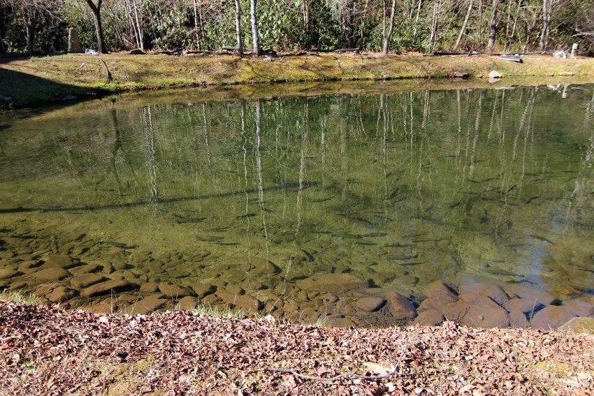 Tumbling Waters Campground Almond Nc 0