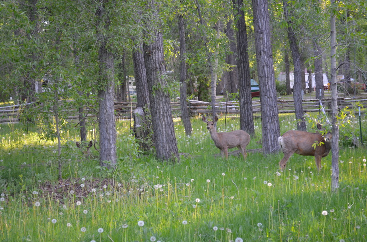 Rio Chama Rv Park Chama Nm 4