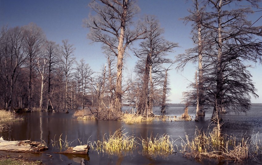 Reelfoot Lake Tiptonville Tn 0