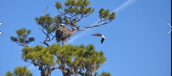 Eagles Nest Russell Springs Ky 2