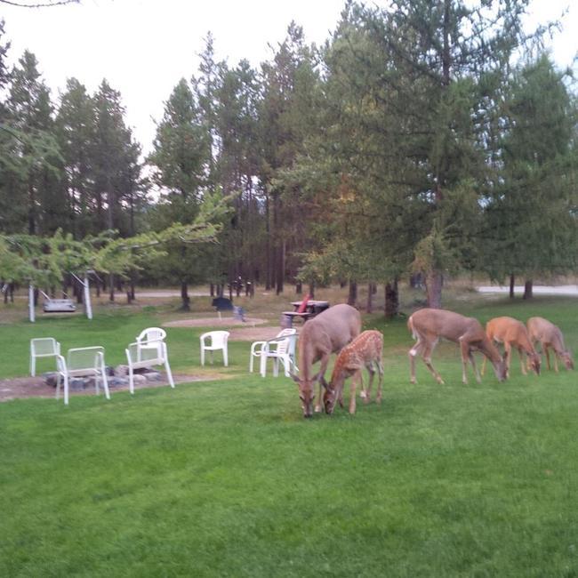 Moose Crossing Marion Mt 0