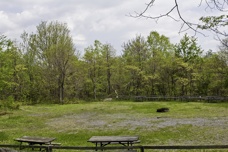 Peaceful Woodlands Family Campground Blakeslee Pa 1