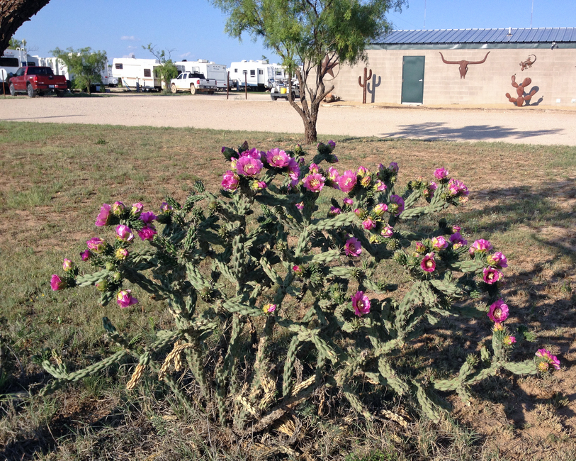 West Texas Friendly Rv Park Big Spring Tx 0