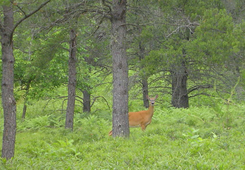 Rohr S Wilderness Tours Conover Wi 3