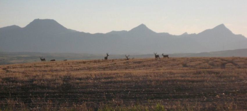 Belly Acres Rv Park Ajo Az 2