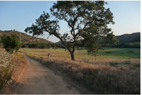 Lilac Oaks Campground Valley Center Ca 0