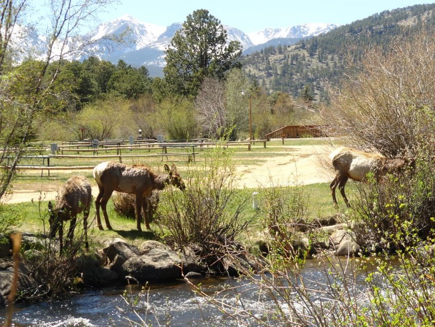 Trout Haven Resort Estes Park Co 5