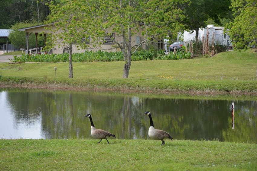 Country Side Rv Park Saucier Ms 0