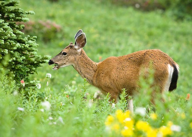 Buttes Babydeer