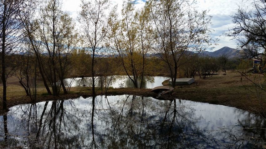 Pond Small Bridge