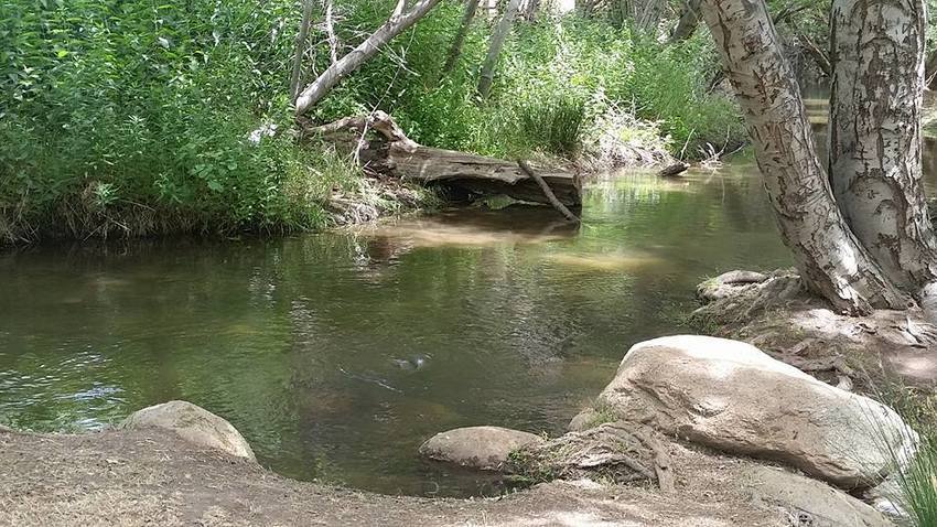 Creek In Meadow In June