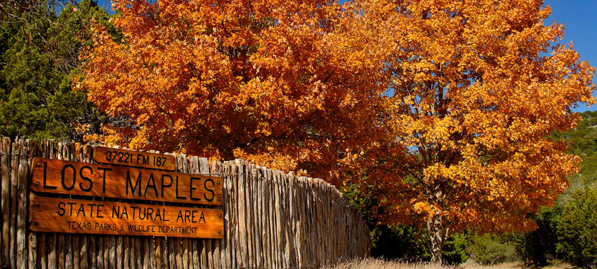 Lost Maples State Natural Area