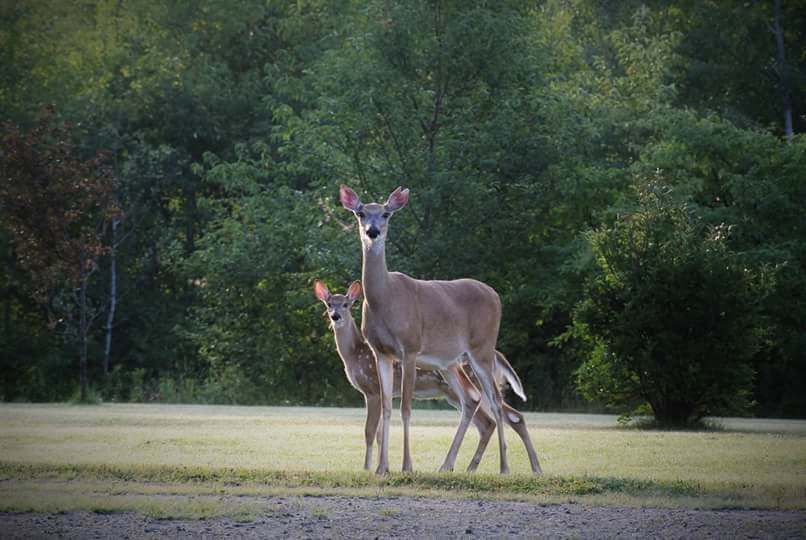 Friendly Deer