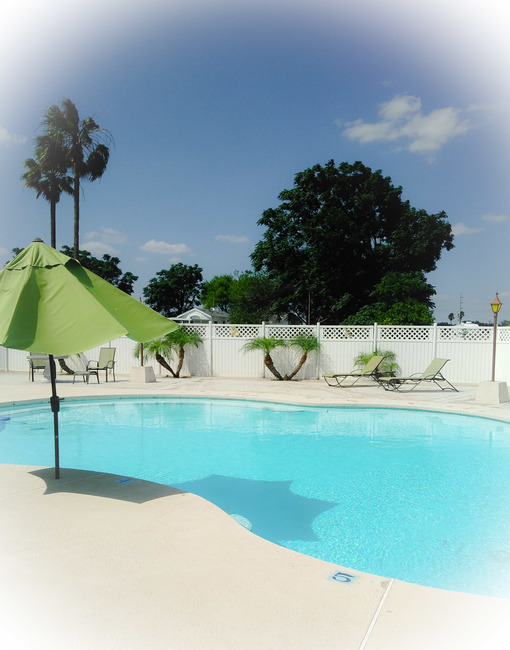 Owners To Do List   Trim Palm Trees 3