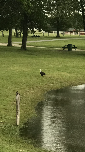 Sycamore Springs Rv Park Locust Grove Ok 36