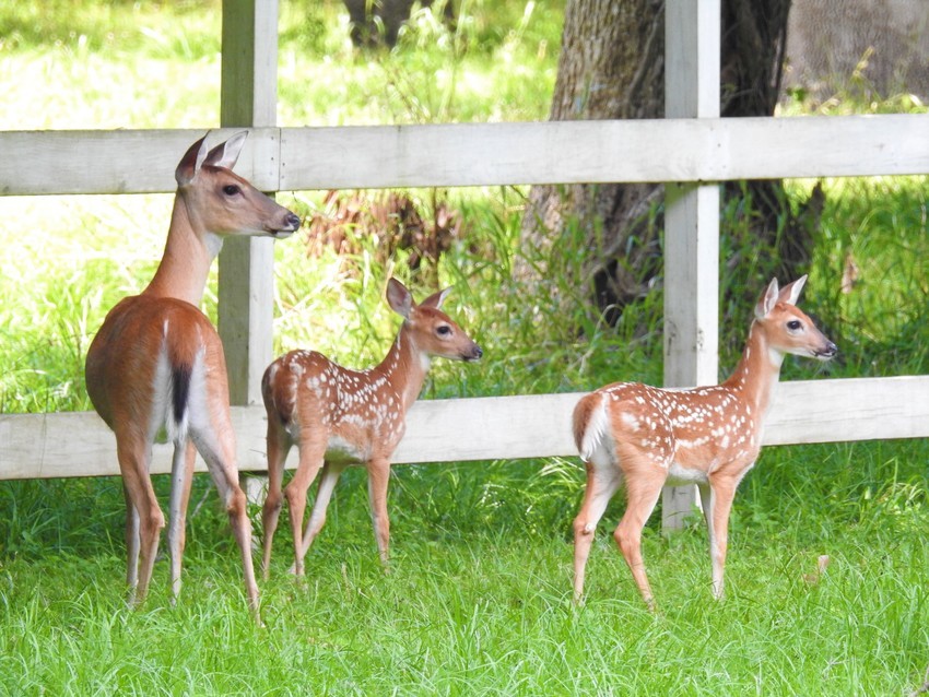 The Preserve Of Texas Cleveland Tx 4