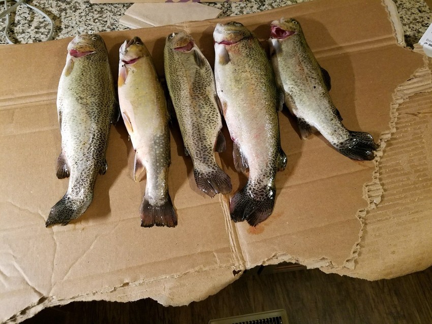 Fish Trails Campground Laurel Bloomery Tn 101