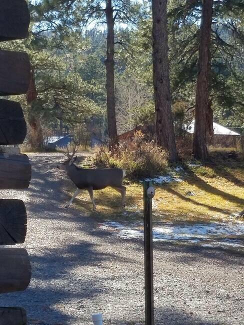 Grandview Cabins   Rv Park South Fork Co 5