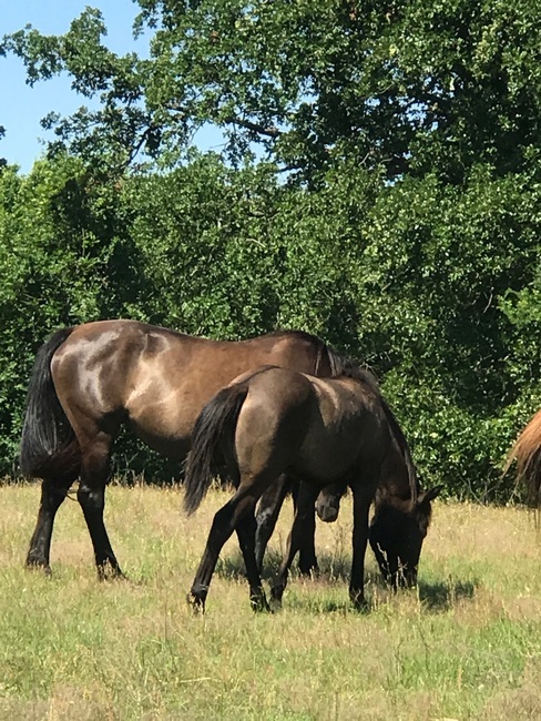 Circle J Guest Ranch Eustace Tx 3