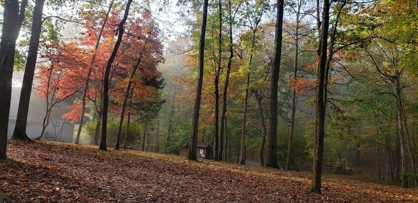Looking Across The Yard From The Rv Spot